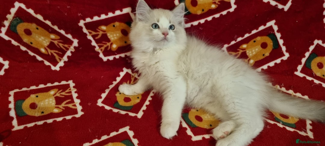 Ragdoll cats for sale: 💕BEAUTIFUL TICA REGISTERED RAGDOLLS KITTENS💕  - Advert 9