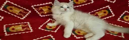 Ragdoll cats for sale: 💕BEAUTIFUL TICA REGISTERED RAGDOLLS KITTENS💕  - Advert 10