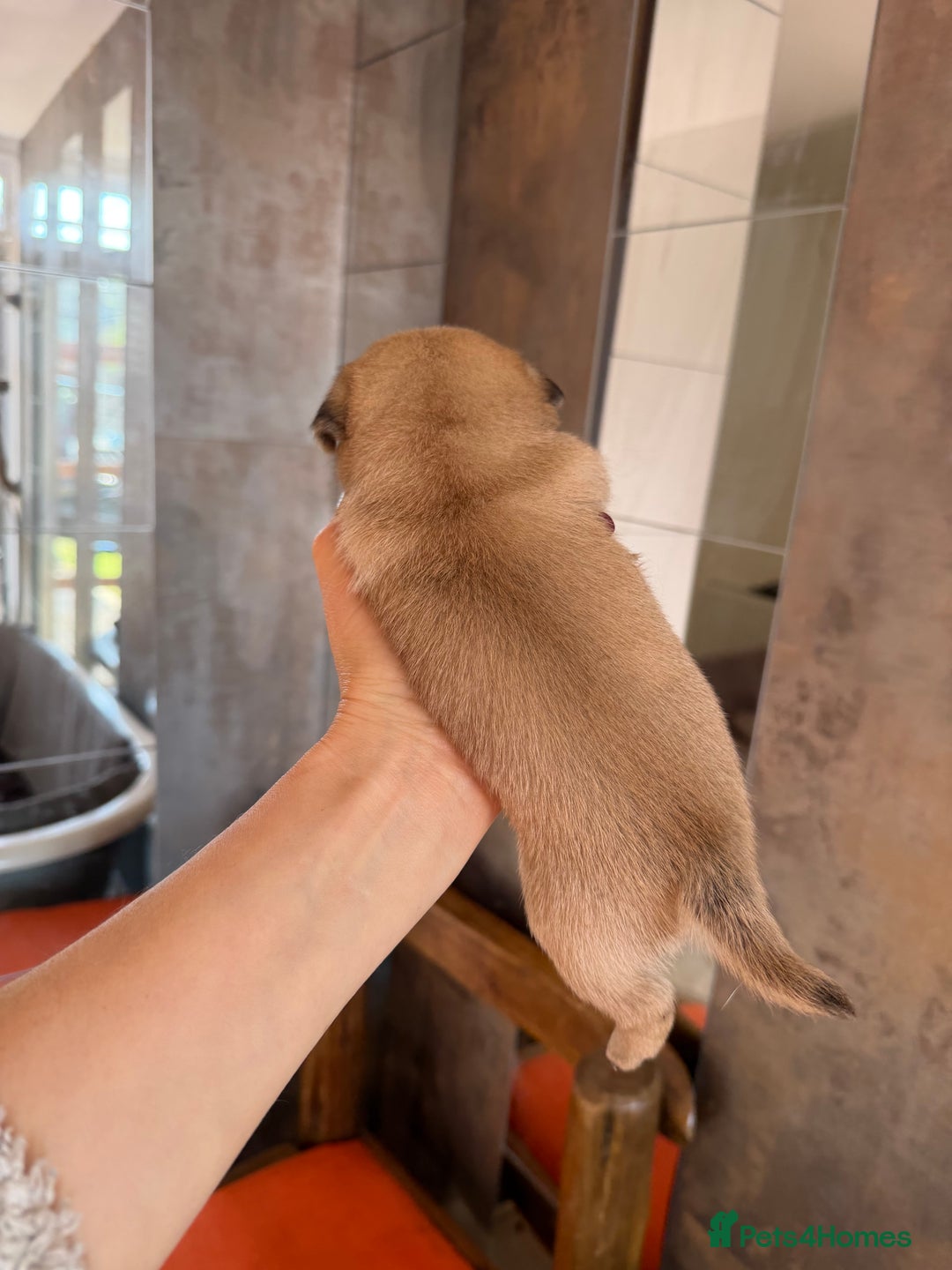 Mixed Breed dogs for sale: Adorable Pug x Pomeranian Puppies  - Image 24