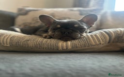 French Bulldog dogs for sale: Pixie  - Image 8