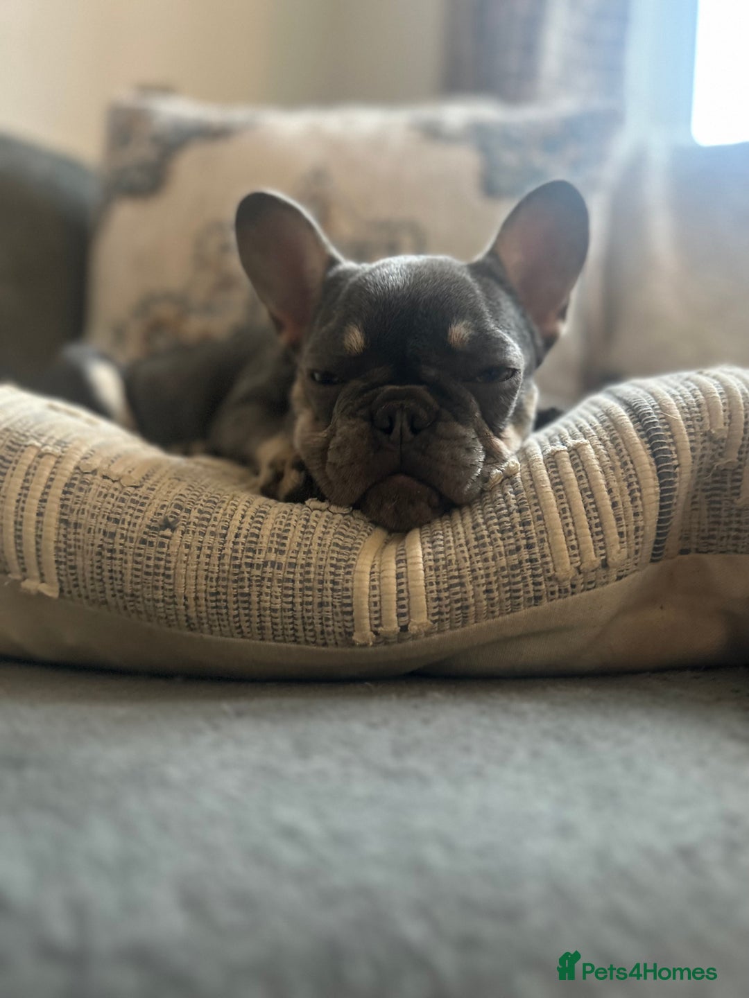 French Bulldog dogs for sale: Pixie  - Image 8