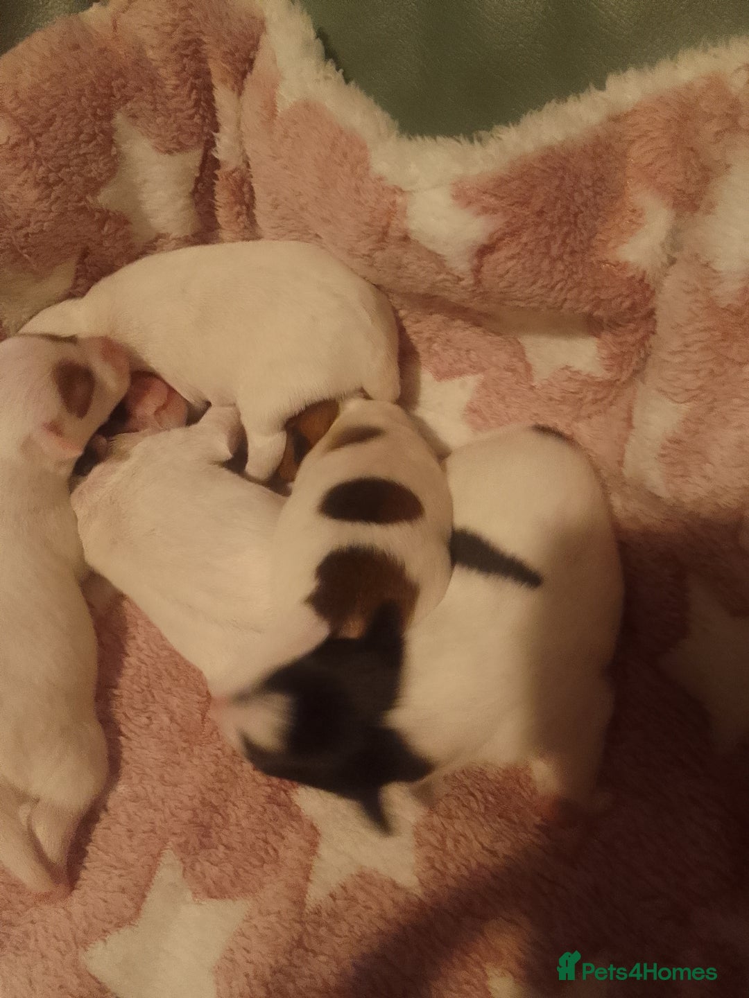 Jack Russell dogs for sale: Jack Russell 5 boy's - Advert 2