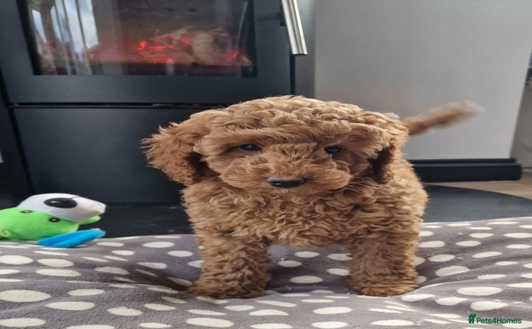 Miniature Poodle dogs - Advert 15