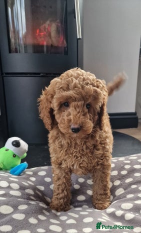 Miniature Poodle dogs - Advert 10