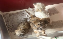 Shih Tzu dogs for sale: 3 month old shih tzu’s - Image 5