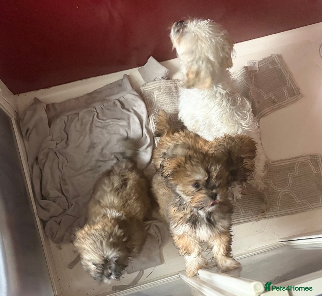 Shih Tzu dogs for sale: 3 month old shih tzu’s - Image 5
