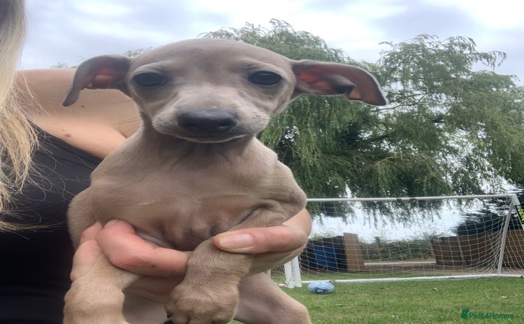 Italian Greyhound dogs - Advert 1