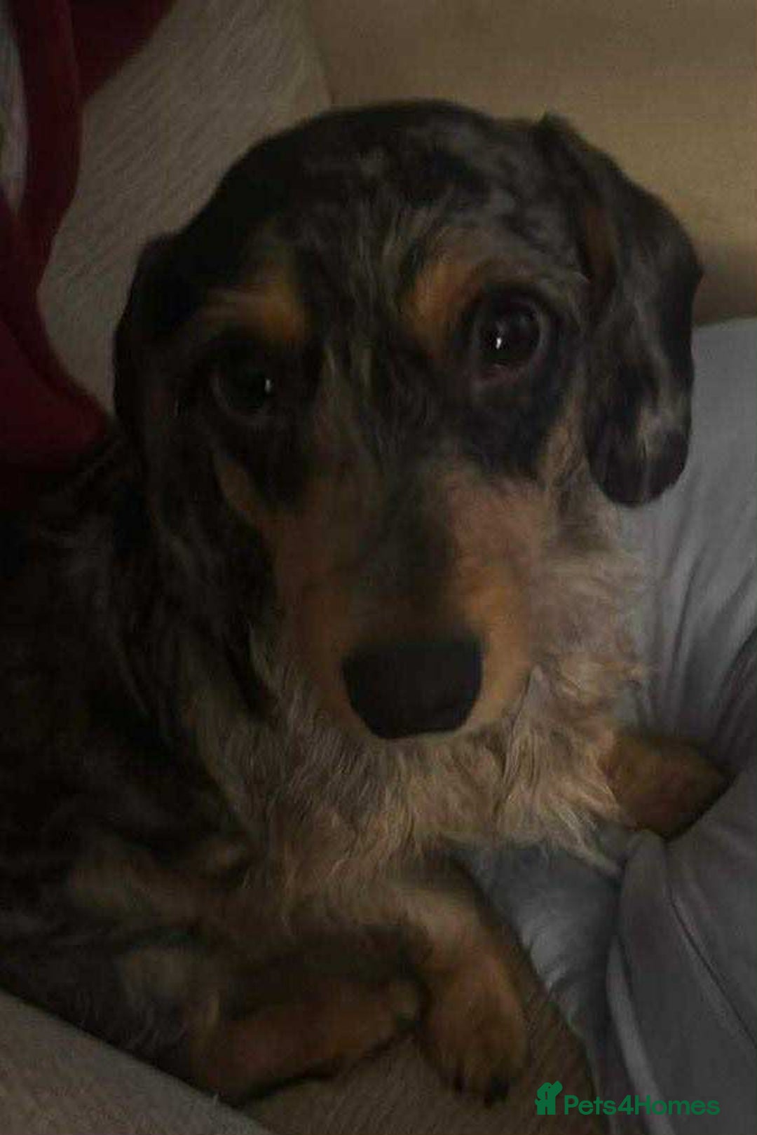 Dachshund dogs for sale: Dobby the house dog - Advert 1