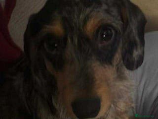 Dachshund dogs Dobby the house dog - Advert 2