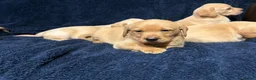 Labrador Retriever dogs for sale: Fetch labrador puppies - Advert 5