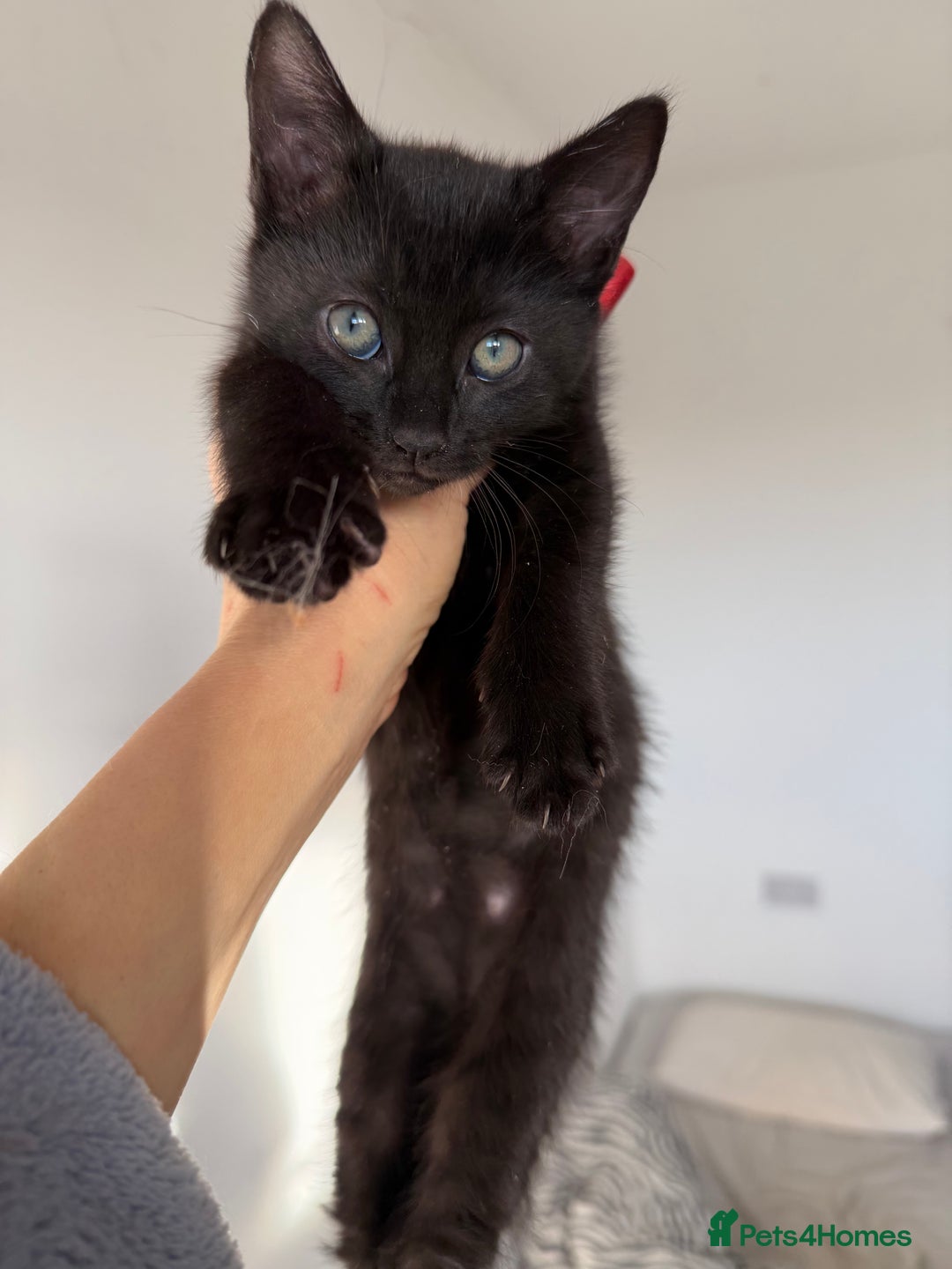 Russian Blue cats for sale: “Black Panther” Gorgeous Russian Blue Mixed breed! - Advert 7