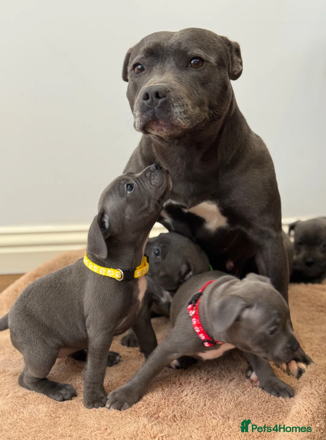 Staffordshire Bull Terrier dogs for sale: ❗️Ready to leave this Saturday  - Advert 6