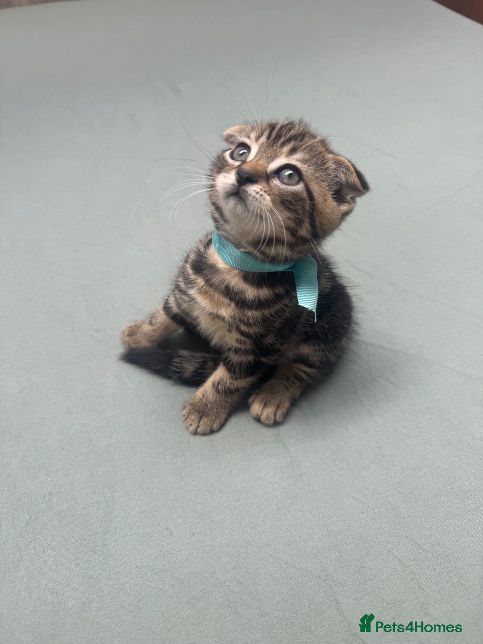 Scottish Fold cats Scottish Fold x American Wirehair Kittens - Advert 10