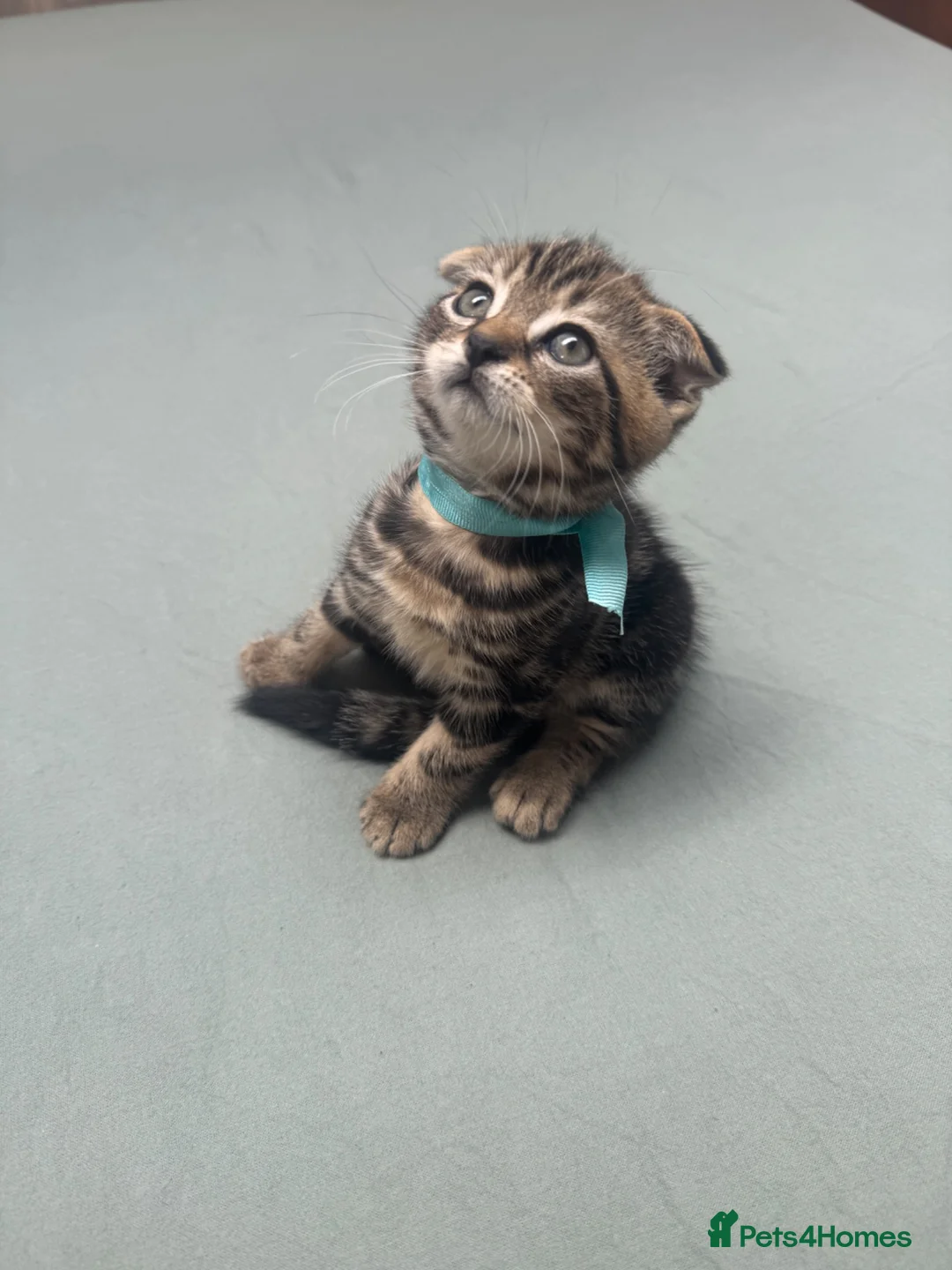 Scottish Fold cats for sale: Scottish Fold x American Wirehair Kittens - Advert 1