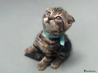 Scottish Fold cats Scottish Fold x American Wirehair Kittens - Advert 15