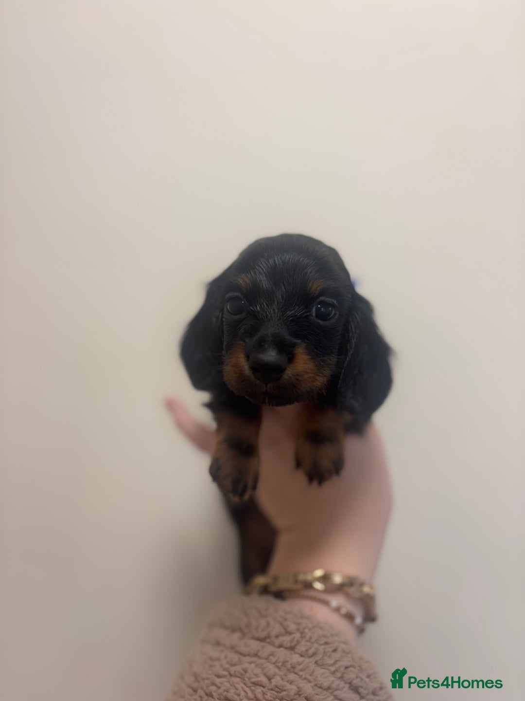 Miniature Dachshund dogs for sale: MINIATURE DACHSHUNDS - Advert 12