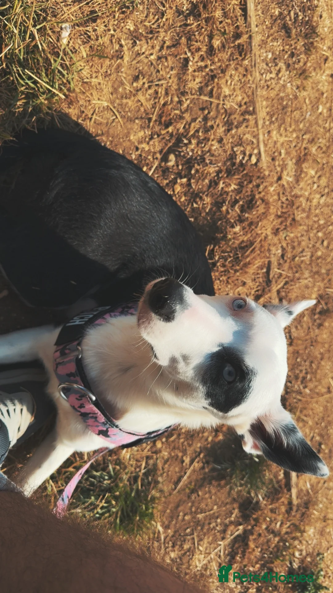 Welsh Collie dogs for sale: Patch  in Trowbridge - Advert 4