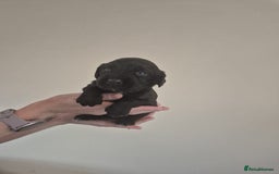 Cocker Spaniel dogs for sale: Cocker spaniel puppies  - Image 6