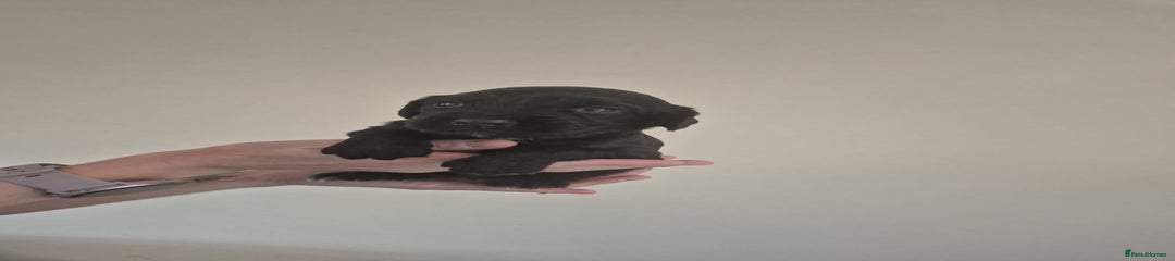 Cocker Spaniel Puppy 4