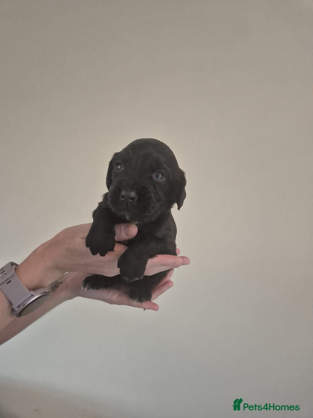 Cocker Spaniel dogs for sale: Cocker spaniel puppies  - Image 6