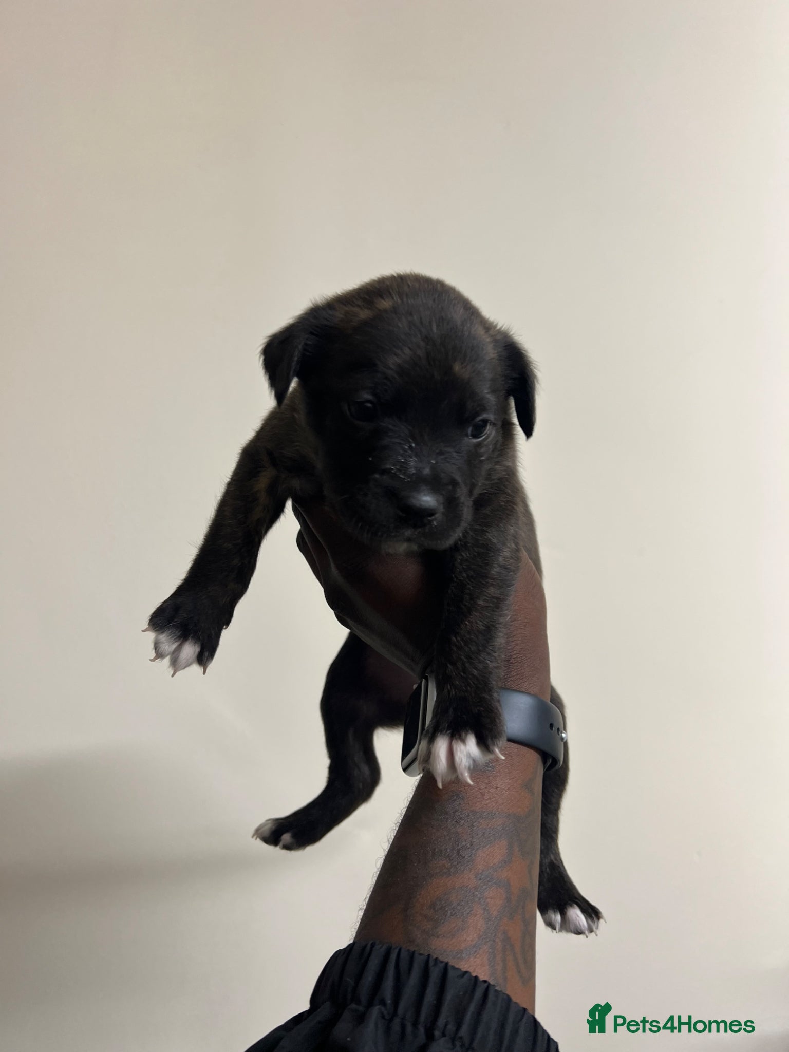 Staffy Puppy 5