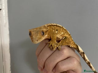 Gecko reptiles - Advert 9