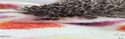 Pygmy Hedgehog rodents for sale: Gorgeous Reduced Hoglets available NOW!!!! - Advert 14
