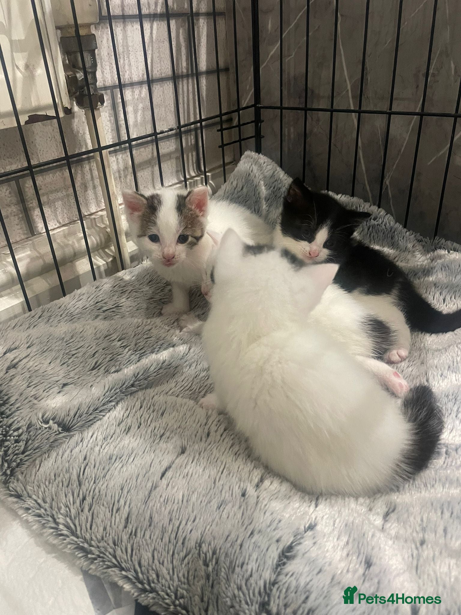 Mixed Breed cats for sale: Kittens -rescue in Halesowen - Advert 7