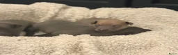 Italian Greyhound dogs for sale: KC reg boys  - Advert 2