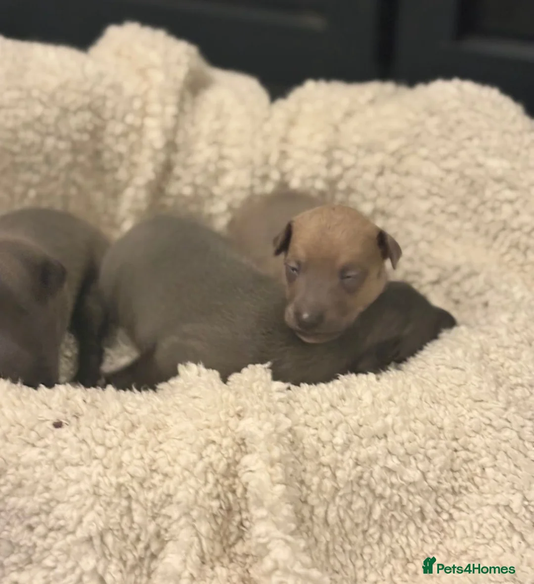 Italian Greyhound dogs for sale: KC reg boys  - Advert 2
