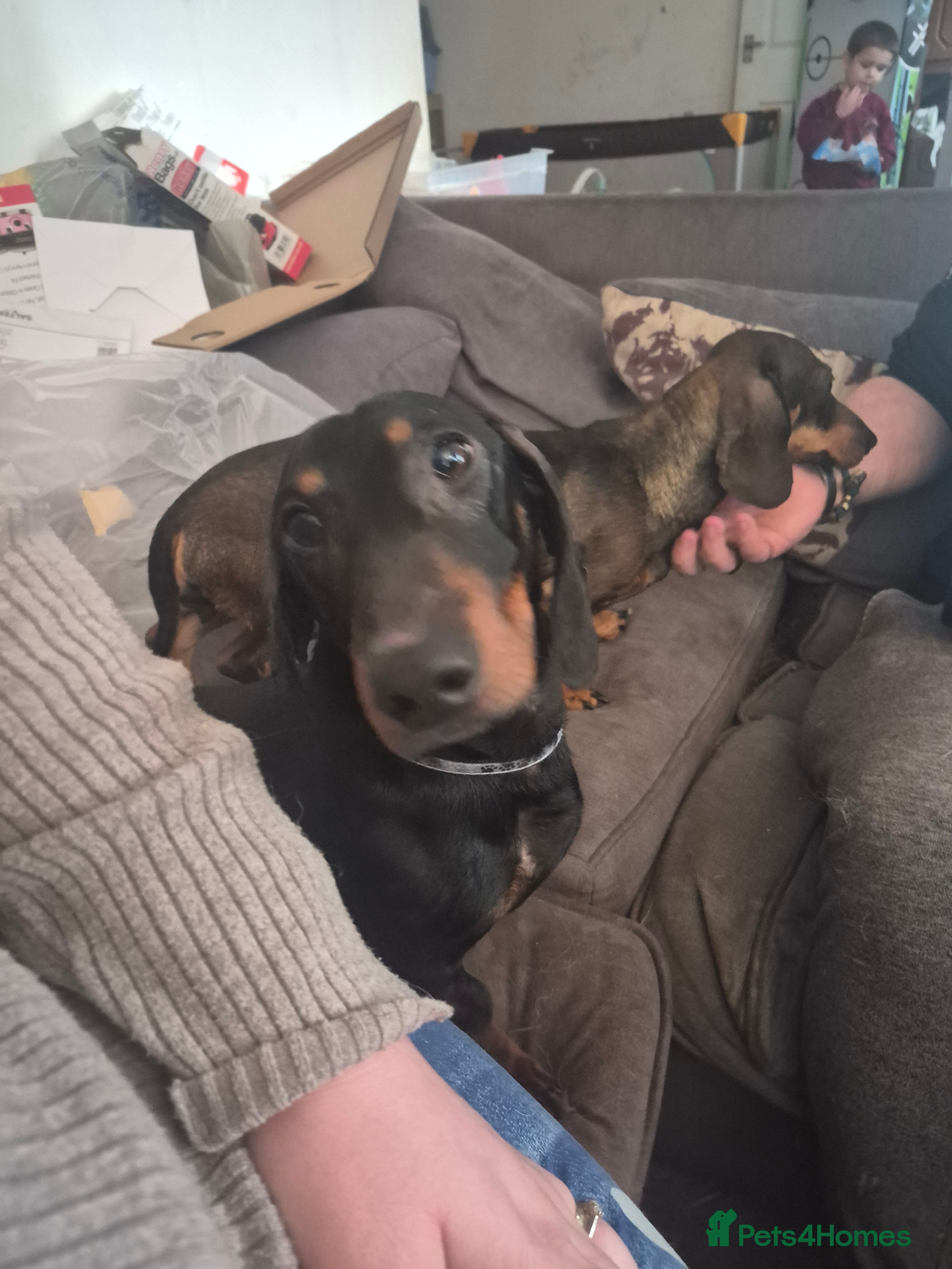 Dachshund dogs Duke and Daisy - Advert 4