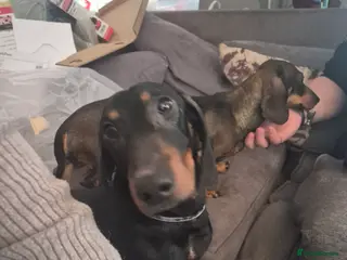 Dachshund dogs Duke and Daisy - Advert 4
