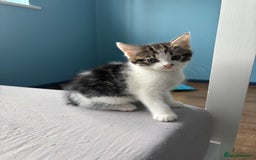 Domestic Shorthair cats for sale: Cute Kittens - Image 11