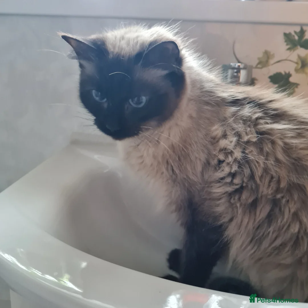 Ragdoll cats for sale: Female Ragdoll  - Advert 3