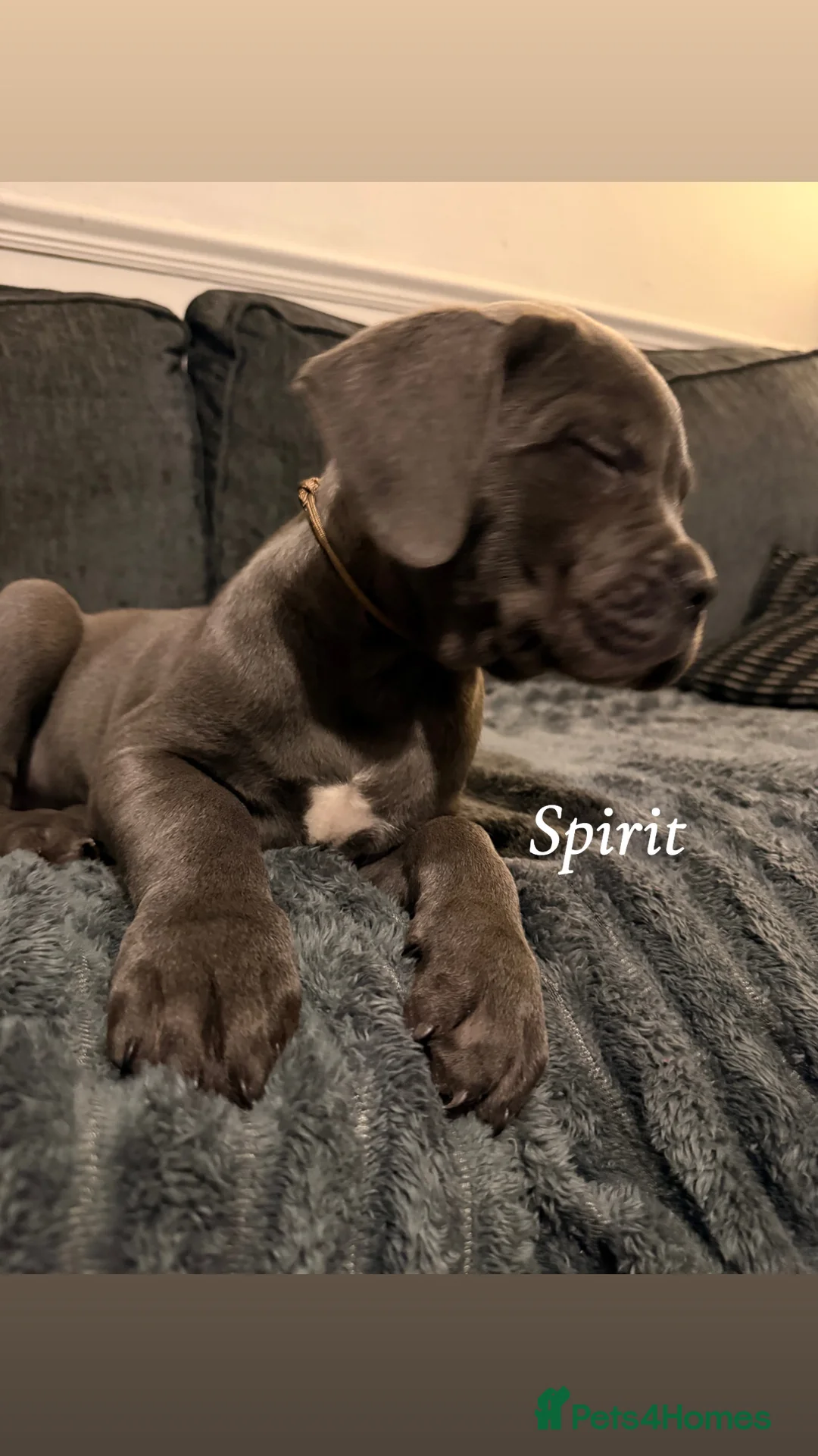 Cane Corso dogs for sale: Blue/lilac cane corsos  - Advert 4