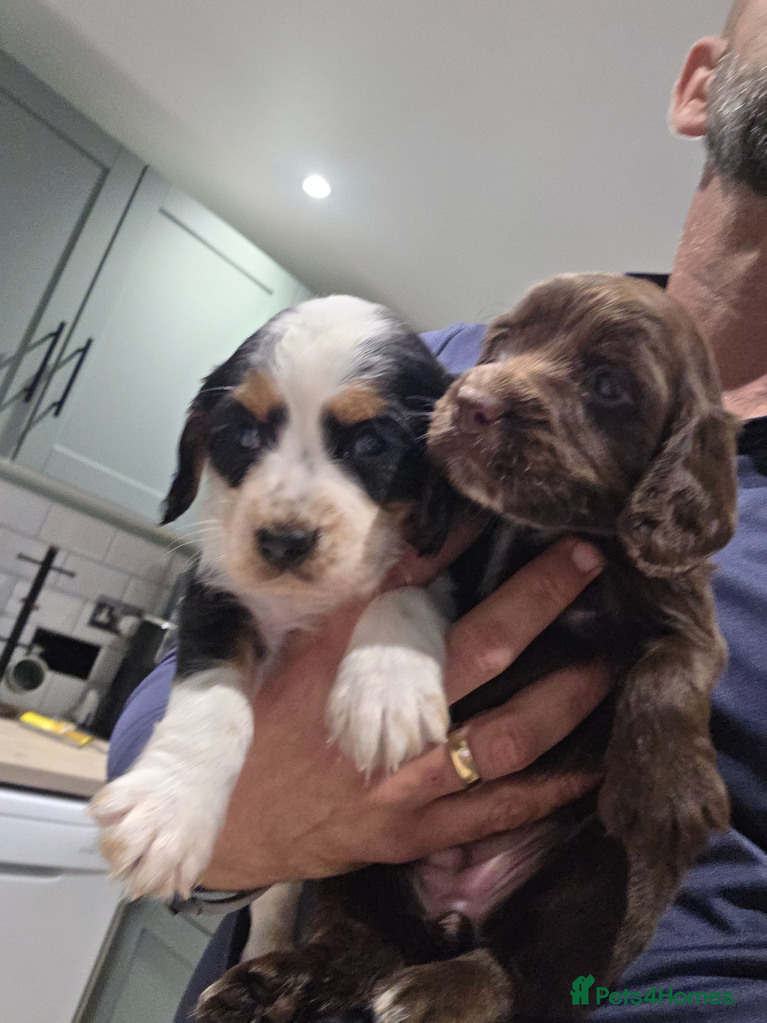 Cocker Spaniel dogs 2 x Stunning cockers  - Advert 1