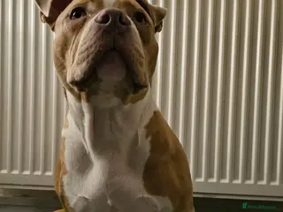 Mixed Breed dogs Beautiful boy - Advert 1