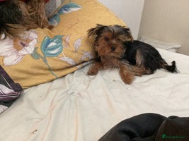 Yorkshire Terrier dogs Yorkshire Nned gone asap - Advert 3