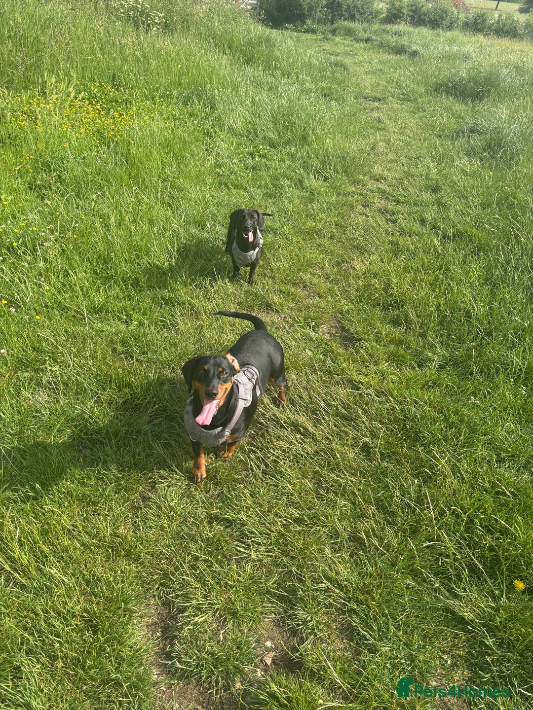 Mixed Breed dogs for sale: Miniature dachshund x cocker spaniel  - Image 5
