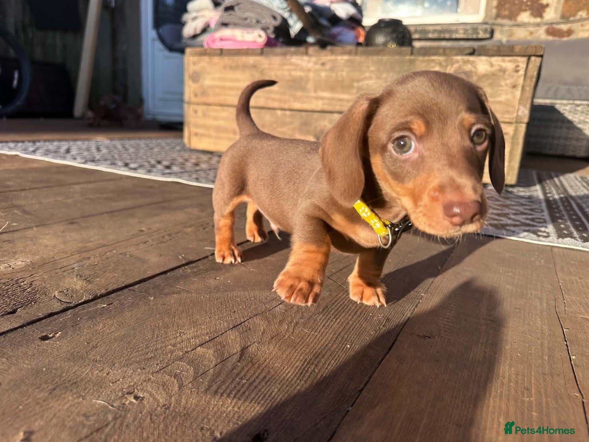 Miniature Dachshund dogs Dachshund puppies.. miniature  - Advert 4