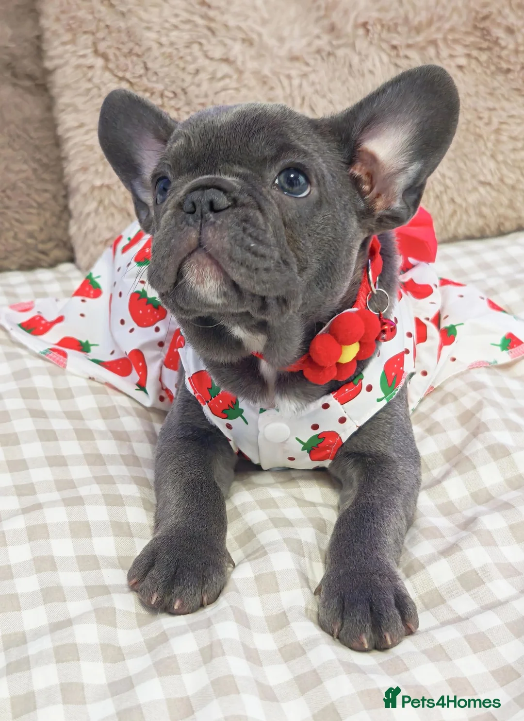 French Bulldog dogs for sale: Beautiful french bulldog  in Derby - Advert 15