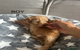 Cockapoo dogs for sale: Beautiful litter of tiny chunky Cockapoo puppies  - Image 7