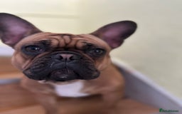 French Bulldog dogs for sale: French Bulldog female for sale  - Image 2