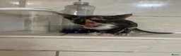 Maine Coon cats for sale: 2 female main coon mix’s  - Advert 8