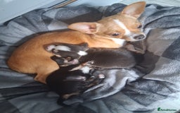 Mixed Breed dogs for sale: Dachshund crossed Jack Russell Chihuahua Puppies!  - Image 17