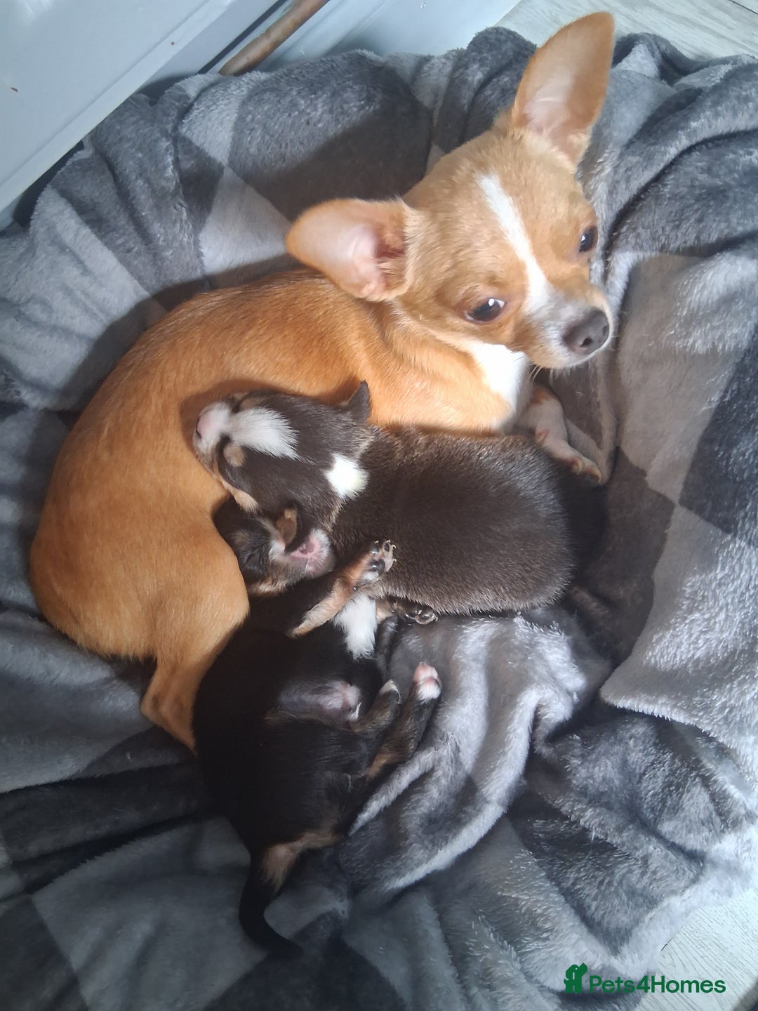 Mixed Breed dogs for sale: Dachshund crossed Jack Russell Chihuahua Puppies!  - Image 17