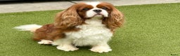 Cavalier King Charles Spaniel dogs for stud: KC Reg for STUD Health Tested Excellent Pedigrees  in Nottingham - Advert 39
