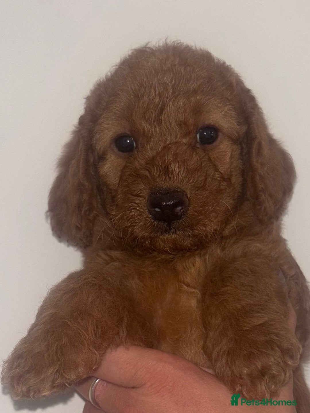 Labradoodle dogs for sale: 🐾AVAILABLE TO VIEW! - Fox Red Labradoodle Pups 🐾 - Image 23