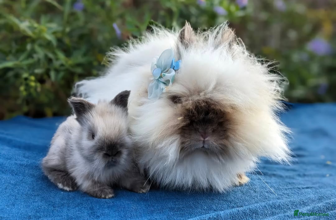 Angora rabbits for sale: Retired Teddydwerg queen 4 rehoming-pet home only - Image 2