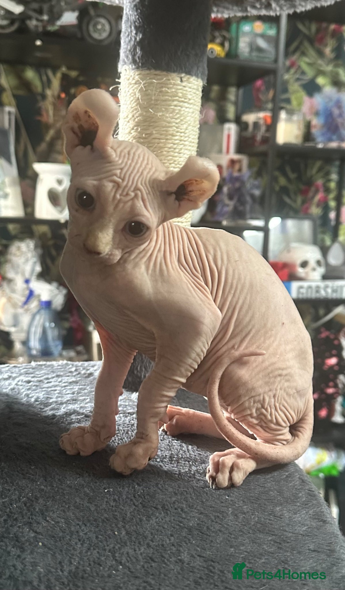 Sphynx cats Price lowered again for gorgeous Sphynx!! - Advert 3
